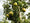 Image to render