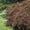 Feuillage finement découpé et sa couleur rouge grenat intense