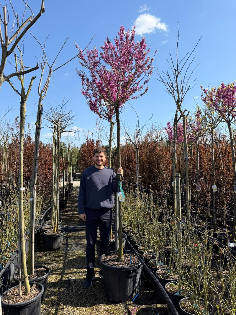 Arbre de Judée à fleurs roses en Tige (Cercis chinensis Avondale)