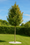 Image to render