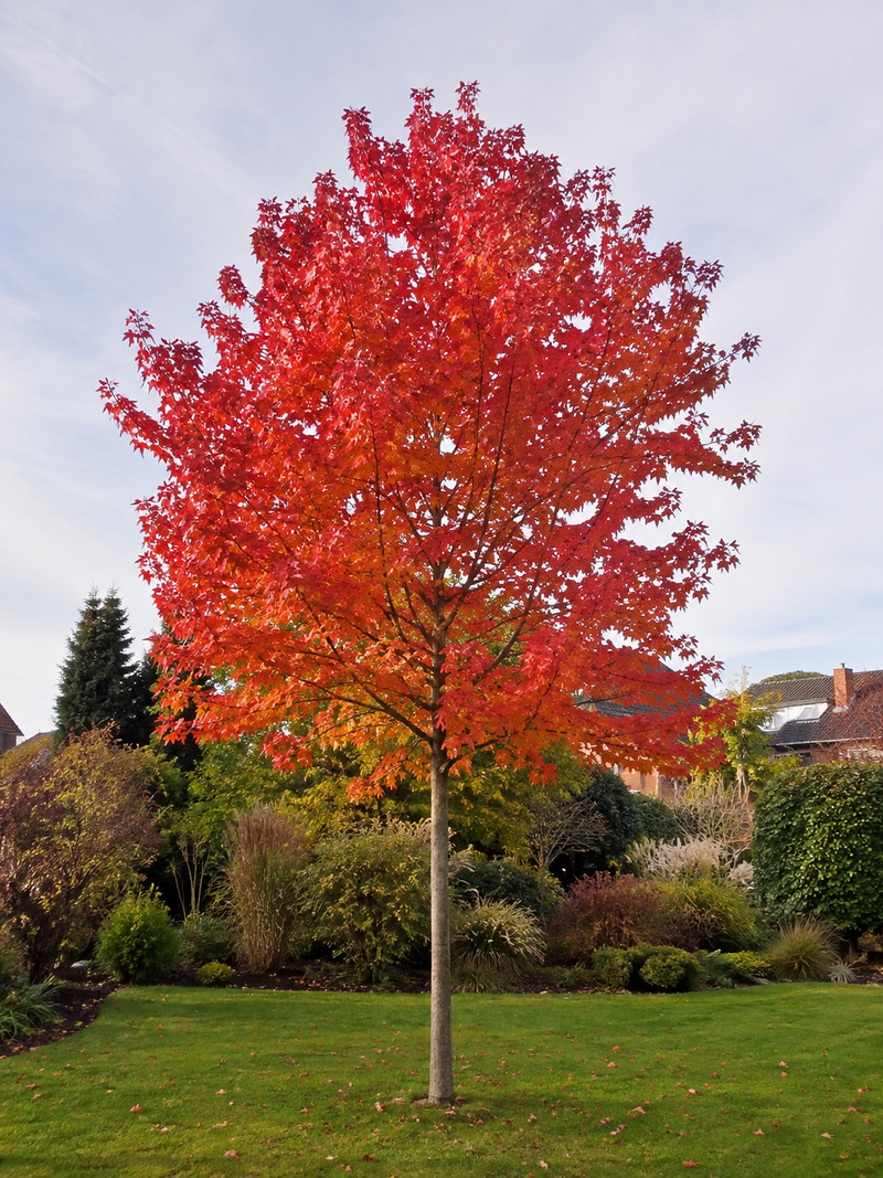 Érable de Freeman Autumn Blaze en Tige (Acer × freemanii ‘Jeffersred’)