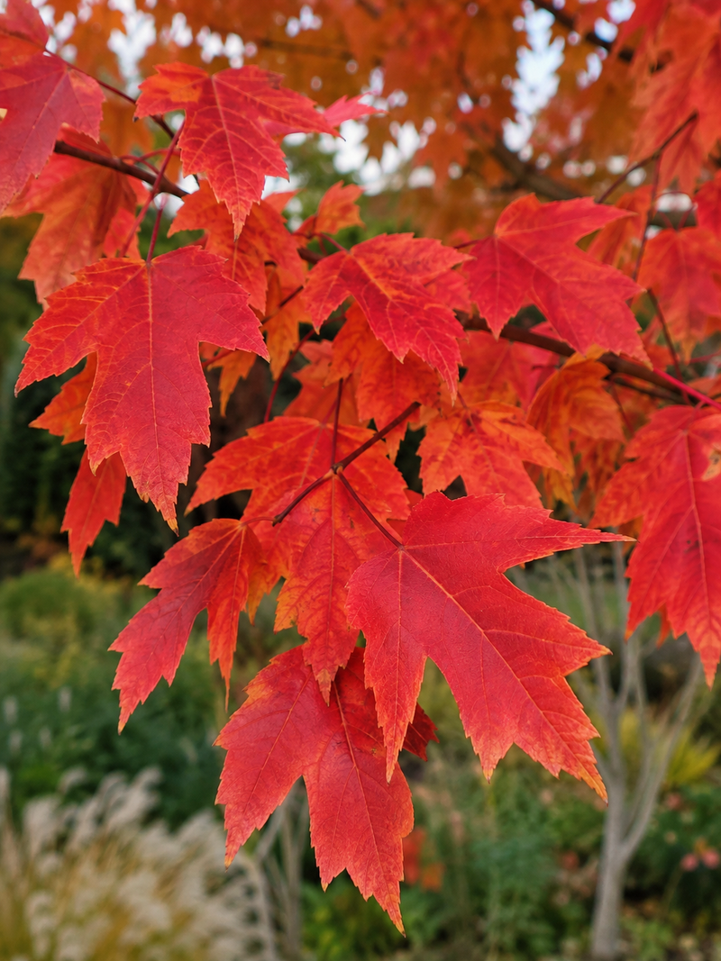 Érable de Freeman Autumn Blaze en Tige (Acer × freemanii ‘Jeffersred’)