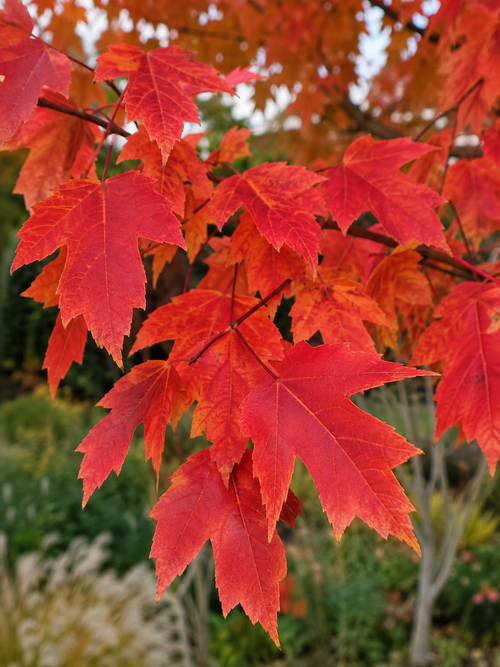 Érable de Freeman Autumn Blaze en Tige (Acer × freemanii ‘Jeffersred’)