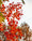 Image to render