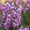 Image to render