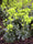 Euphorbe (amygdaloïdes var. robbiae) 3 - Achat en ligne
