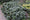 Euphorbe (amygdaloïdes var. robbiae) 1 - Achat en ligne