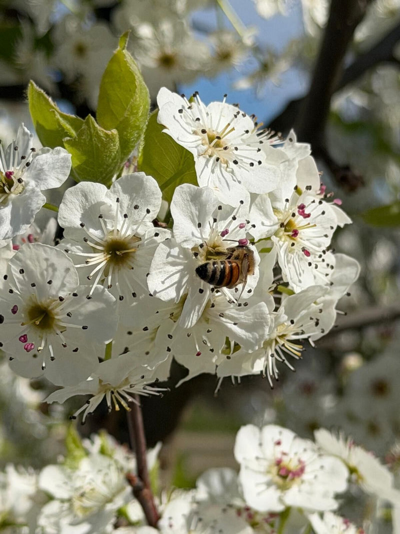 Poirier à fleurs en touffe