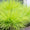 Fétuque Amigold (Festuca Glauca Amigold) 1 - Achat en ligne
