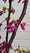 Arbre de Judée à fleurs roses (Cercis Siliquastrum) 8 - Achat en ligne