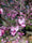 Image to render