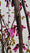 Arbre de Judée à fleurs roses (Cercis Siliquastrum) 6 - Achat en ligne
