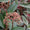 Image to render