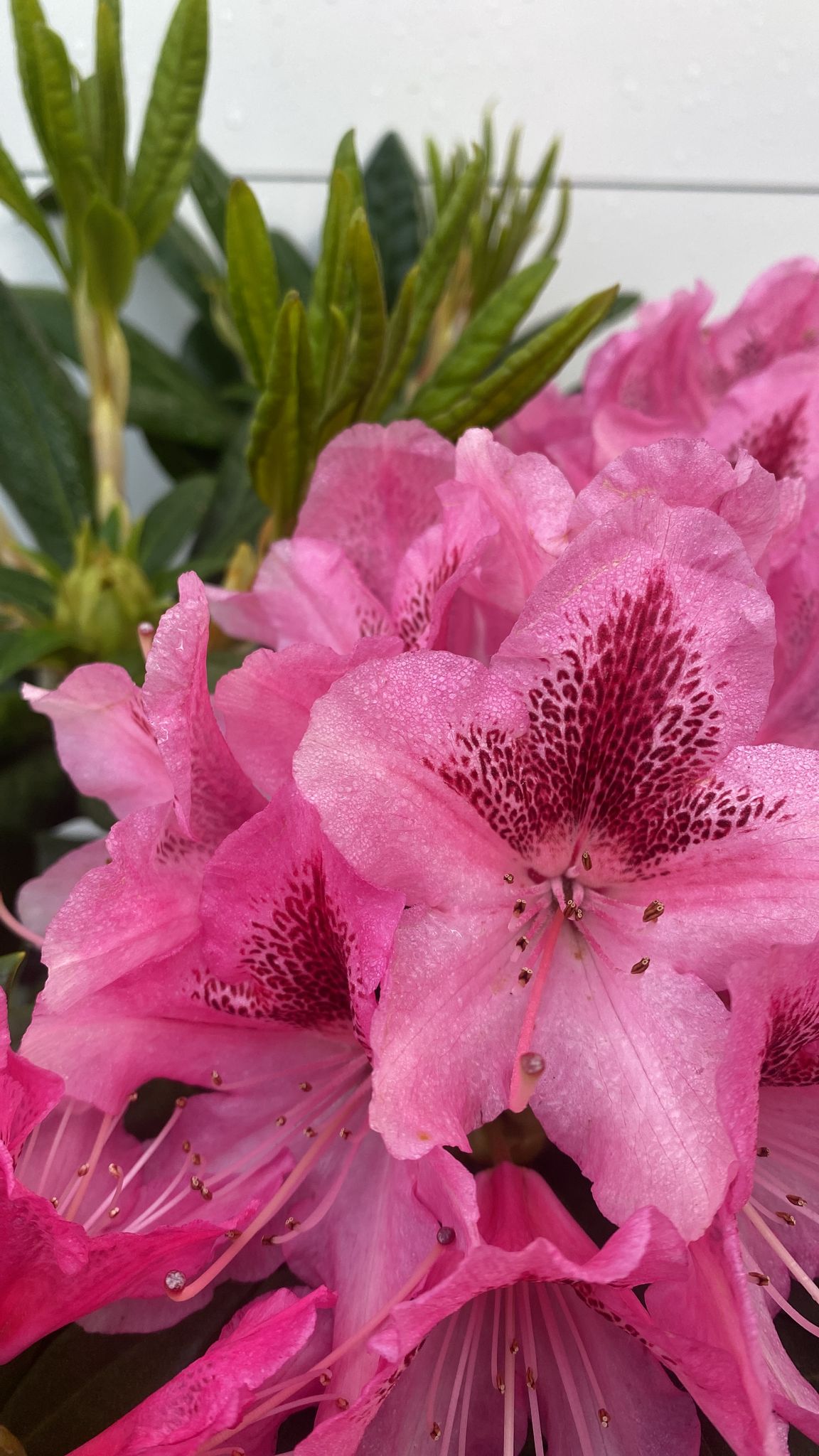 Rhododendron 3 - Achat en ligne