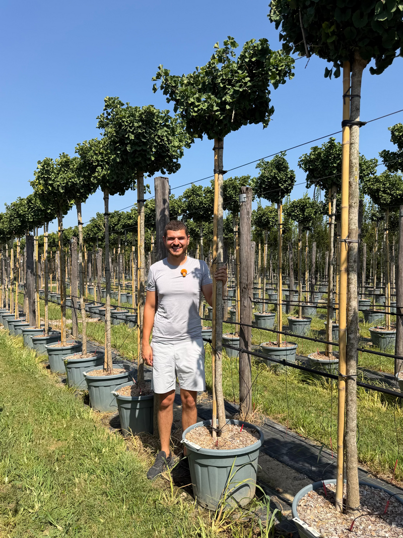 Ginkgo nain Mariken (Ginkgo biloba ‘Mariken’)