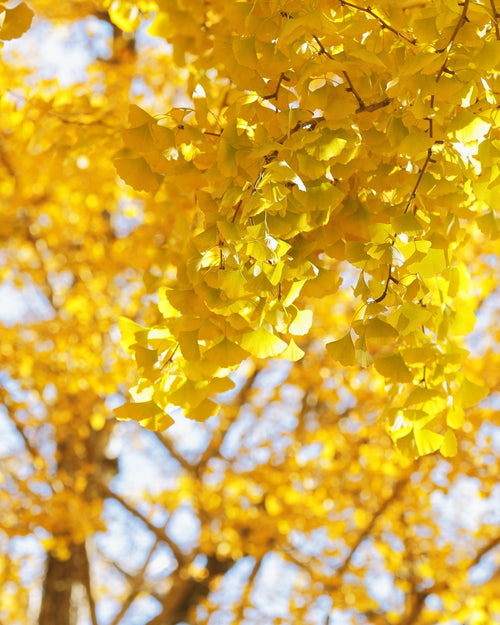 Ginkgo Biloba Fastigiata Blagon en tige