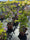 Image to render
