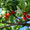 Image to render