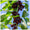 Cerisier Hedelfingen 4 - Achat en ligne