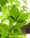 Image to render