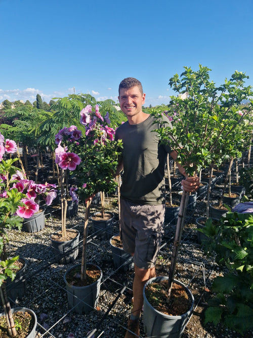 Hibiscus en demi-tige