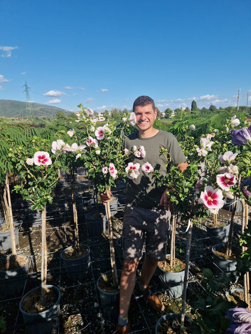 Hibiscus en demi-tige