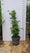 Hortensia Grimpant (Hydrangea Petiolaris) 3 - Achat en ligne