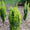 Houx Crénelé (Ilex Crenata) 2 - Achat en ligne