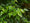 Mûrier Platane Stérile (Morus Platanifolia Fruitless) 2 - Achat en ligne