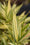 Bambusa Nana Variegata (Pleiob.For.Argenteom.) 4 - Achat en ligne