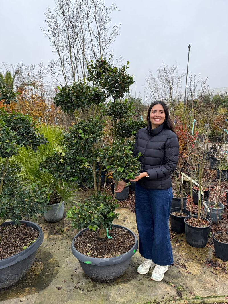 Camélia d’automne en pompon