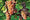 Image to render