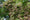 Image to render