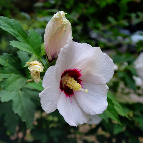 Hibiscus en demi-tige