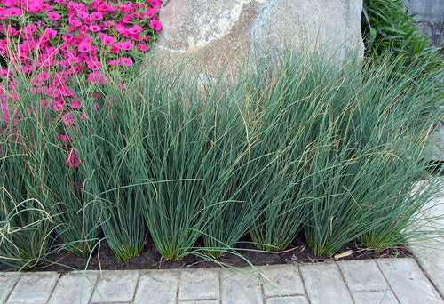 Jonc glauque (Juncus inflexus Blue Arrows) 1 - Achat en ligne