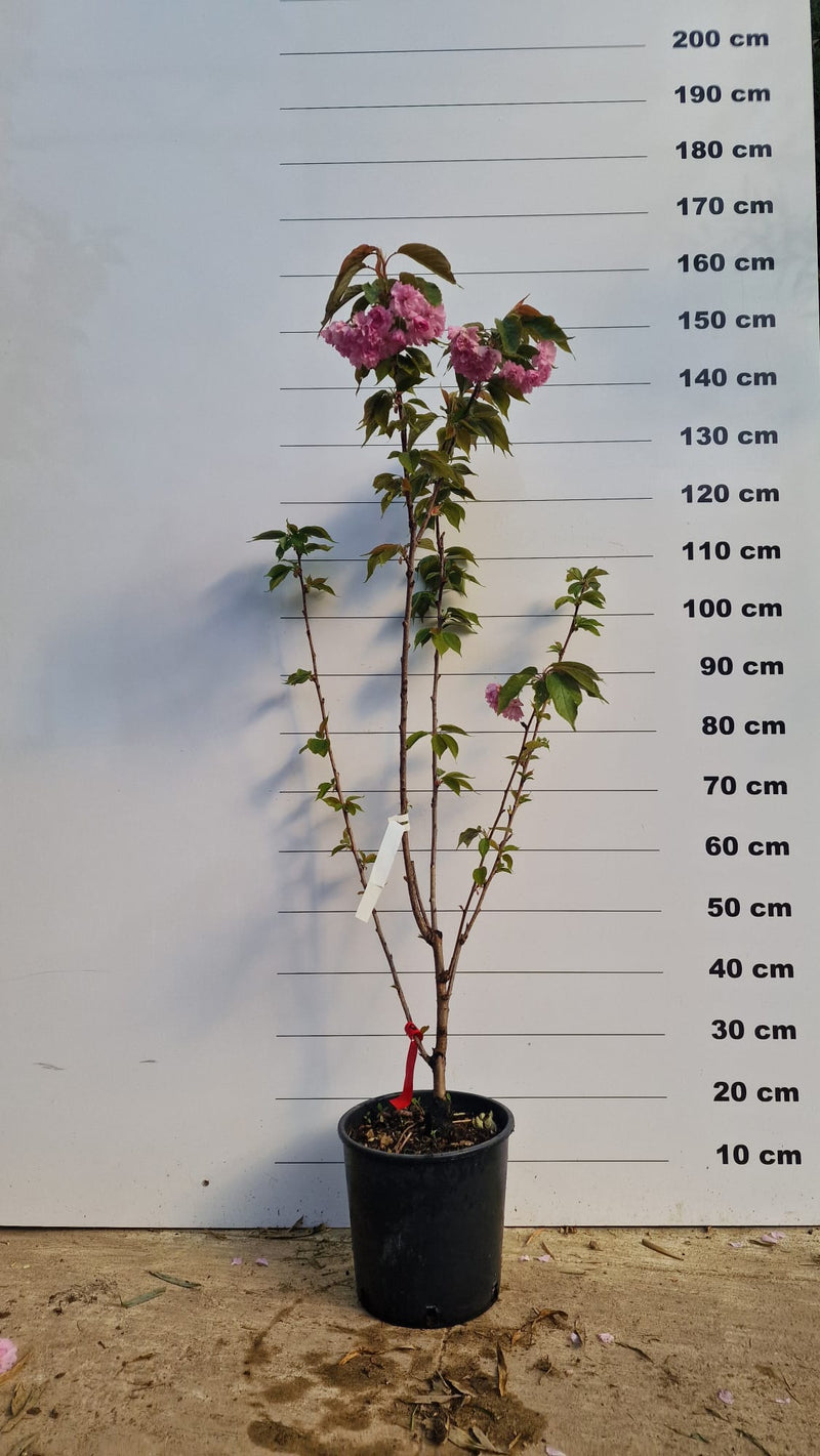 Cerisier Japonais à Fleurs en touffe (Prunus Serrulata Kanzan)