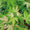 Acer Palmatum Katsura 2 - Achat en ligne