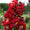 Image to render