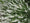 Image to render