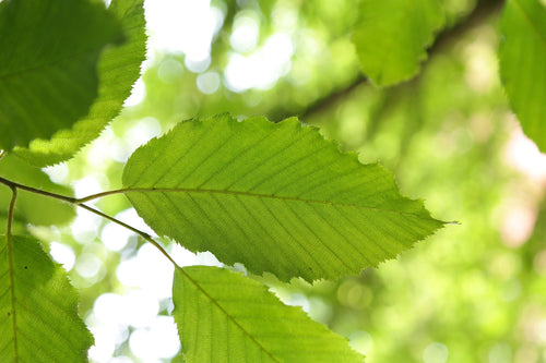 Charme commun (Carpinus betulus)
