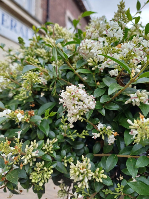 Troène du Yunnan en topiaire