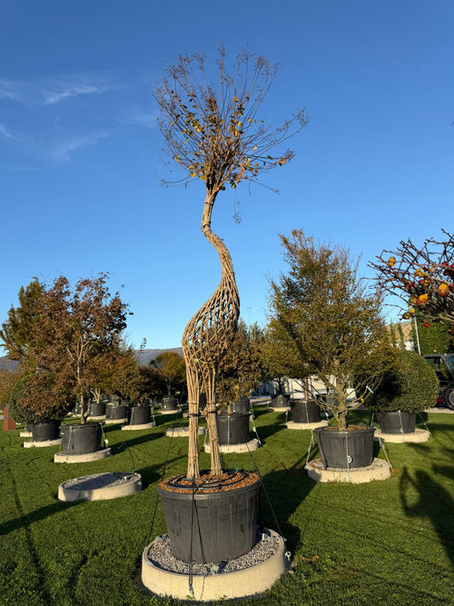 Lilas des Indes tressé Grue