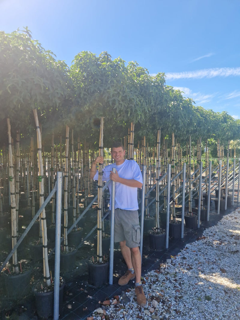 Liquidambar Gumball en demi-tige