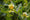 Image to render