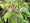 Image to render