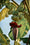 Image to render