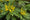Image to render