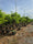 Image to render