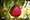 Image to render