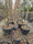 Image to render
